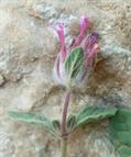 Nepeta daenensis
